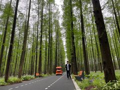 -东平国家森林公园