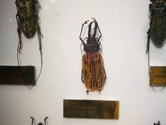 -上海昆虫博物馆