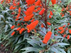 -深圳仙湖植物园-停车场