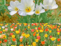 -郑州中国绿化博览园