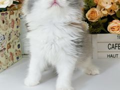 -小猫来了·猫舍(红山六九七九店)