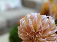 -花到家(富贵鸟花艺行)