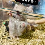 小草探店の沉浸式撸宠体验