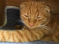 -猫小院猫主题咖啡厅(北锣店)