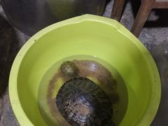 -胖子卤煮
