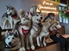 -Husky Go! 哈士奇体验馆·宠物咖啡厅狗咖