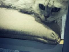 android_upload_pic-喵的天空名猫咖啡馆·撸猫·猫舍·用品