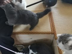 -泰国佛·塔罗·泰牌狐仙古曼