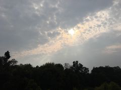 -中山市树木园