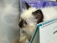 -瑞鹏宠物医院·骨科·猫科·内科(第一中心)