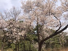 -北京西山国家森林公园