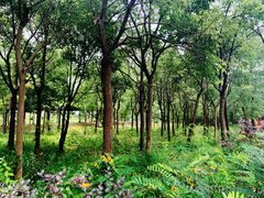 -上海海湾国家森林公园