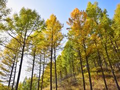 -塞罕坝国家级自然保护区