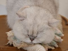 -共舞时光猫咖·狗咖(新街口店)