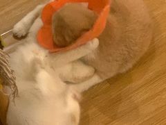 -滚猫咖啡·猫咖·猫友好撸猫(未来城店)