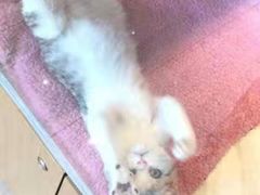 -悠尼宠物·独立低压伊珊娜洗护·美容·寄养(兰谷路店)