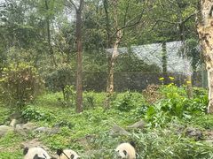 -都江堰中华大熊猫苑