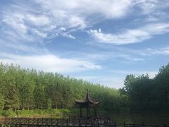 -合肥滨湖国家森林公园