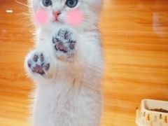 -猫十亿·布偶金渐层·曼基康矮脚猫舍(青年路店)