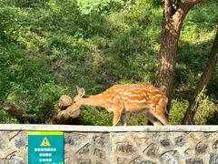 -大连森林动物园