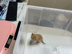 -安安宠医宠物医院·异宠·犬猫内科(岳阳分院)