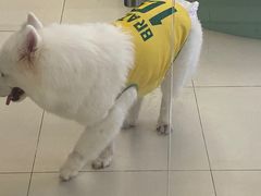 -怪兽屋·羊驼·猫咖·狗咖(俊华广场店)