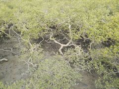 -北海金海湾红树林生态旅游区