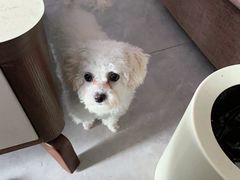 -瑞鹏宠物医院·超声·骨科·奇麟分院(蜀都万达店)