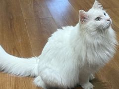 -有猫主题·治愈系猫咖(曾厝垵店)