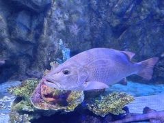 -太平洋海底世界