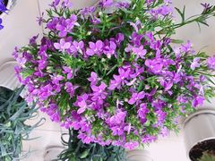 -三旗百汇商品城