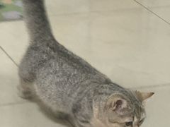 -瑞鹏宠物医院·骨科·猫科·内科(第一中心)