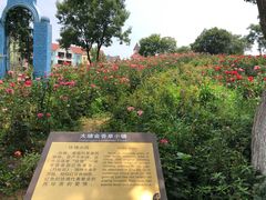 -大塘金香草谷