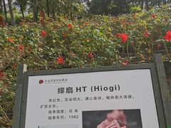 -亚龙湾国际玫瑰谷