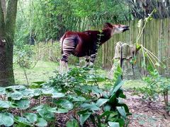 -奥兰多迪士尼动物王国乐园