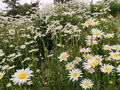 -汉长安城未央宫国家考古遗址公园