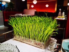 活体有机豆苗-捞神煲汤火锅(湖滨商业街店)