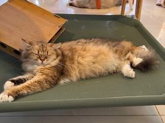 -平行世界·猫咖(首经贸店)