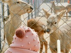 -长白岛森林公园