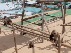 -西霞口神雕山野生动物世界