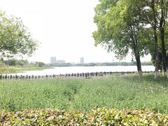 -海珠湖公园