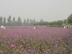 -北京东方普罗旺斯薰衣草庄园