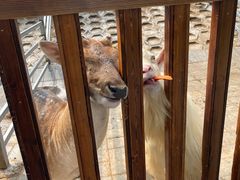 -北京鹿世界主题园