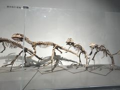 -大连自然博物馆