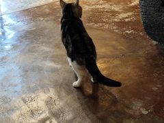 -猫猫幼稚园·撸猫·桌游·电玩