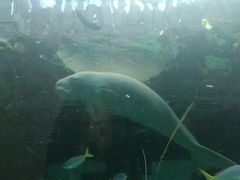 -悉尼海洋生物水族馆