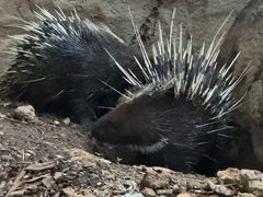 -清迈夜间动物园