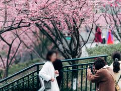 -重庆彩云湖湿地公园