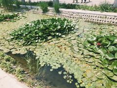 -白洋淀景区