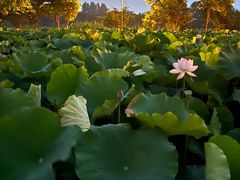 -梁鸿国家湿地公园